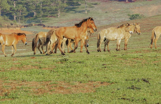 Langbiang Mountain Trek - Foto 4