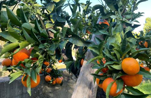 Peloponnese Hideout - Traditional stone house - Photo 69