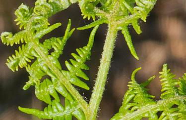 Tiny House mit eigener Sauna am Waldrand in der Fränkischen Schweiz - Foto 50