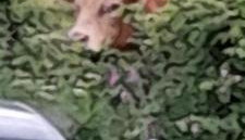 Wisteria Barn, Trewethen, Nr Port Isaac - Foto 2