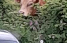 Wisteria Barn, Trewethen, Nr Port Isaac - Foto 2