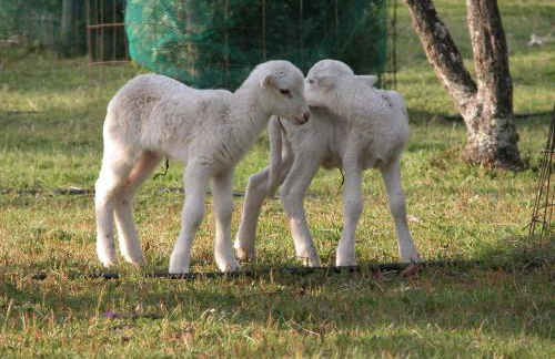 Casas do Toural - Foto 37