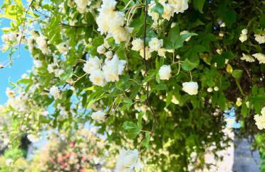 Villa Elena Tuscany - Pool & Garden Arezzo - IHH - Foto 36