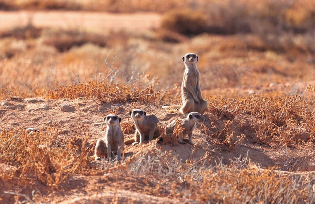 AfriCamps Klein Karoo - Foto 21