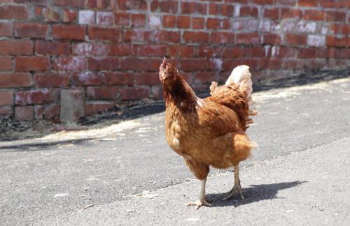 Foulsyke Farm Cottage - Foto 35