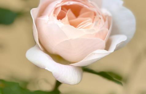 Gutshaus Haidhof - Foto 49