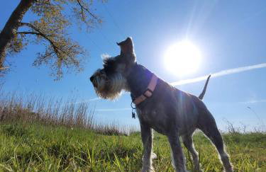 Wierzbowa Ostoja - Domek letniskowy BOSMAN - Photo 33