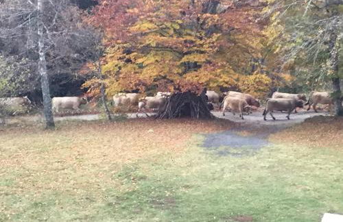 Lo Cantalés d’Aubrac - Photo 11
