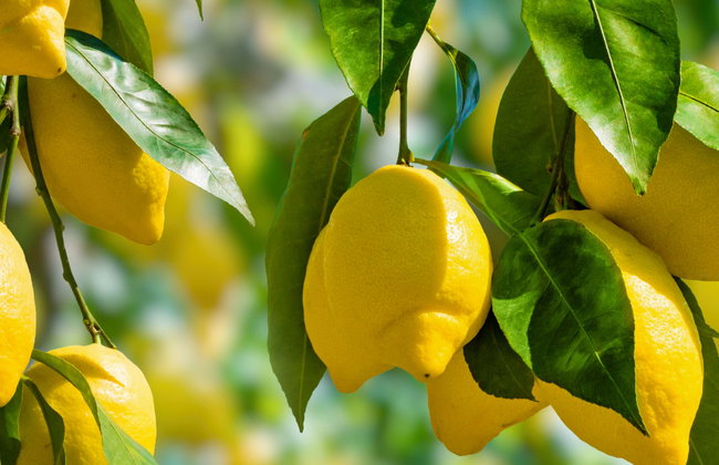 Tour del limón - Foto 1