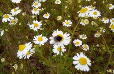 Erholung auf dem Land zwischen Ostsee und Schlei - Foto 20