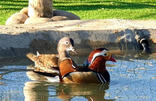 Monte Calmaria by Estilo Lusitano, with private pool and Jacuzzi - Foto 25