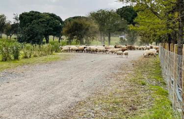 Monte do Lago, Pegões - Foto 61