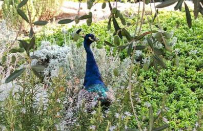 Cortijo Bablou - Foto 53