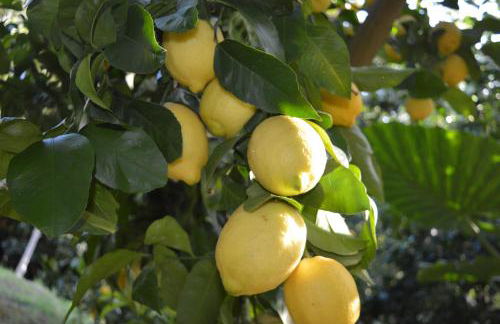 Mary's Country Villa - Villa in charming and amazing Sorrento Coast - Foto 26