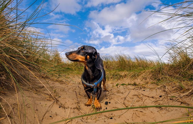 Happy Days Afan Forest - Foto 24