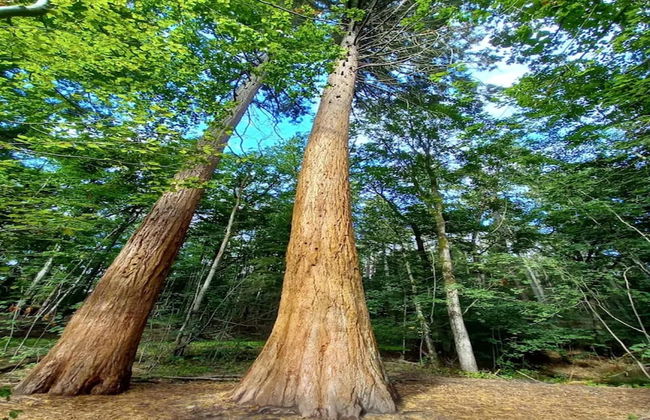 Chalet in Wendorf - Foto 38