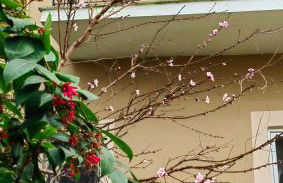 Allin home - Foto 37