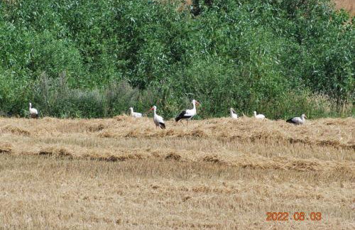 Siedlisko na Górce - Foto 49