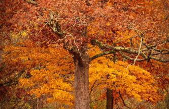 ShortLong Stays Welcome! Hot tub, Dog Friendly! - Foto 49