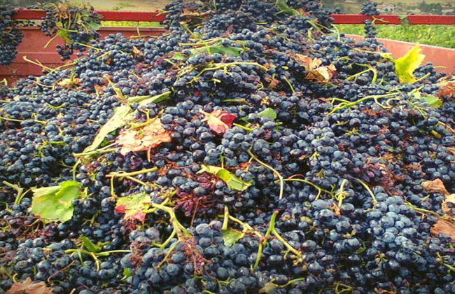 Masseria La Chiusa - Photo 24