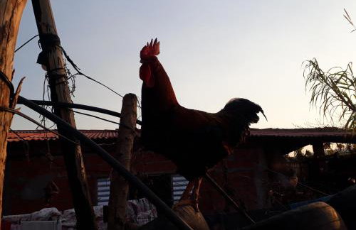 Chácara Chiafarelli - Photo 30