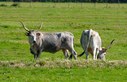 Agriturismo Al Vermigliano - Foto 26