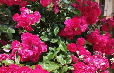 Complejo Rural Las Palomas - Foto 61