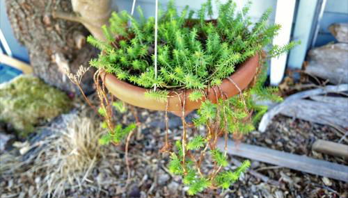 No Car Needed - N Beacon Hill Beauty - Foto 4