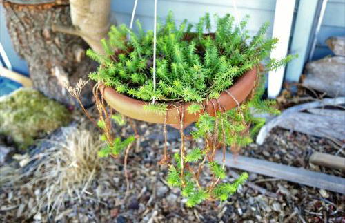 No Car Needed - N Beacon Hill Beauty - Foto 4