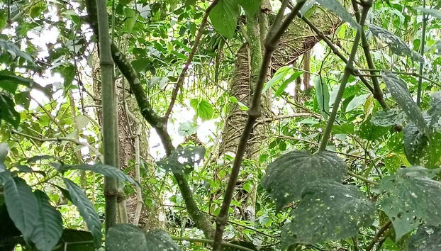 The flora in Parque de la Vida