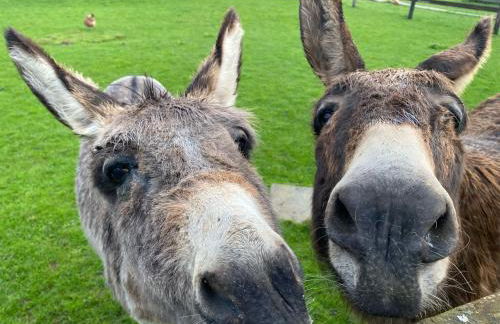 Domaine Des Piéris - Gîtes et Lodges - Photo 35