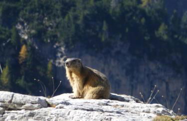 Appartements Burgerhof - Foto 51