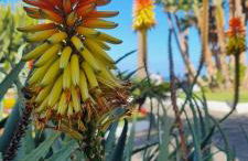 Tropical Leaves Puerto de la Cruz Tenerife - Foto 28