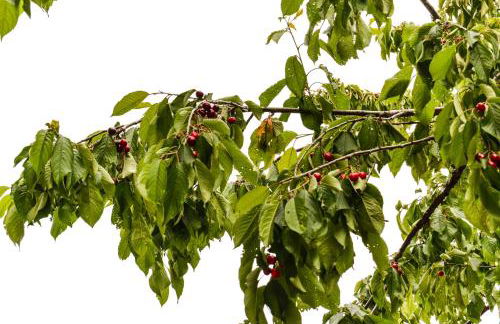 Cascina Varini - Foto 30