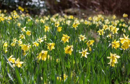 The Retreat, Unique property located in calming woodland surroundings, Close to Aldeburgh and Thorpeness - Foto 16