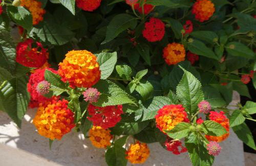 Villa More - Foto 26