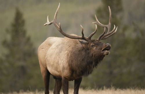 Minutes from Lookout Pass & Silver Mountain - Foto 40