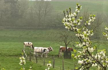 Fewo Landliebe - Foto 38