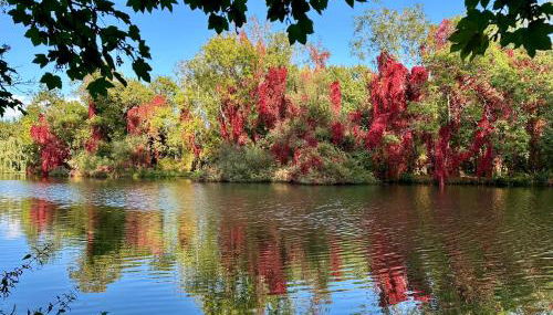 Linden Suite - Foto 2