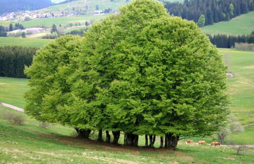 FEWO 2 Panoramablick - NEU incl 3-WeltenCard mit 140 kostenlosen Attraktionen - Foto 49