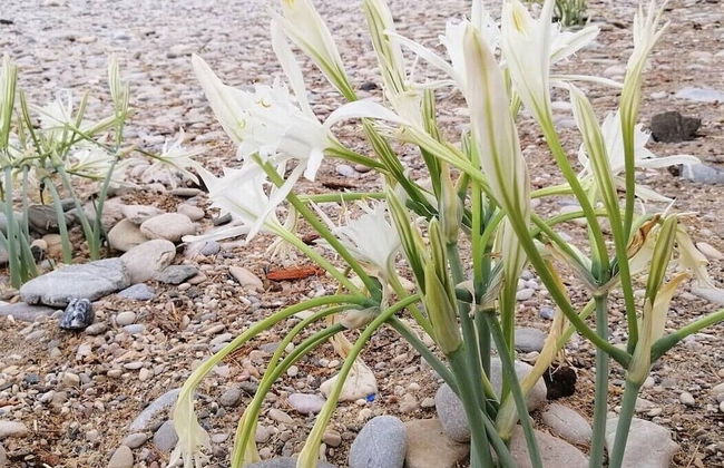 Palamut Ev - Photo 26