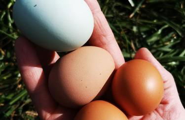 Heeser Hof - Urlaub im Grünen - Foto 26