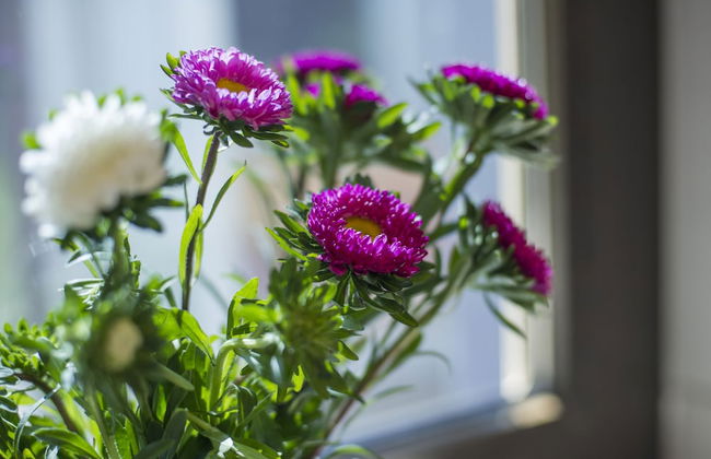 Ferienhaus Faltmann - Foto 44