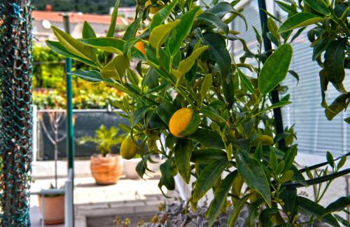 Apartment Ljubica Dubrovnik Center - Foto 50