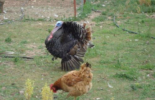 Vounaki Seaside Dreamland! - Foto 76