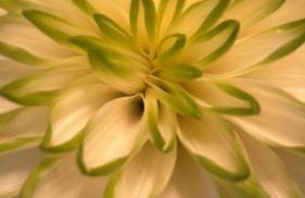 Rosenbalkon - Photo 12