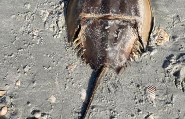 COFFEE on THE BEACH WINE on THE MARSH DOCK - Foto 60