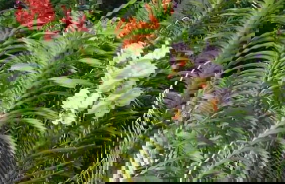 Nianna Luxurious Villa - Foto 63