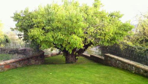 El Patio de la Morera - Foto 4, Garden