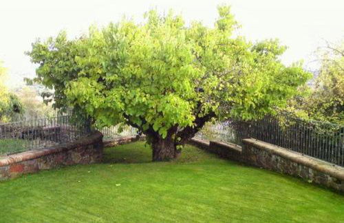 El Patio de la Morera - Foto 4